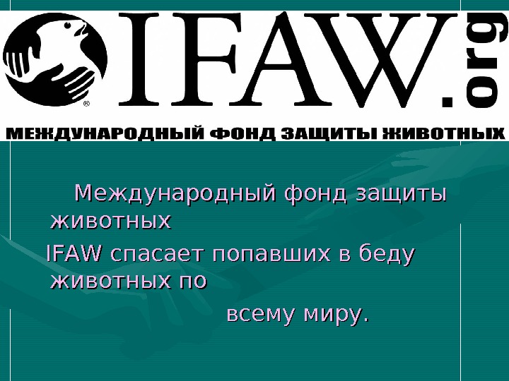 Фонд охраны животных. IFAW Международный фонд защиты животных. Международный фонд защиты животных IFAW логотип. IFAW В России. Международные организации по защите животных.