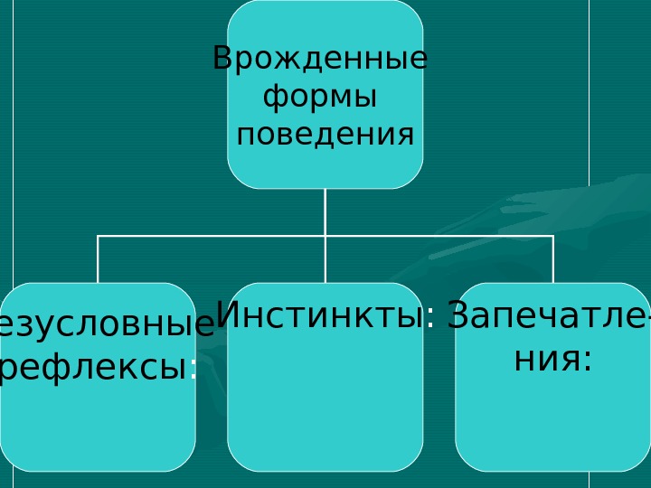 Презентация на тему рефлексы и инстинкты