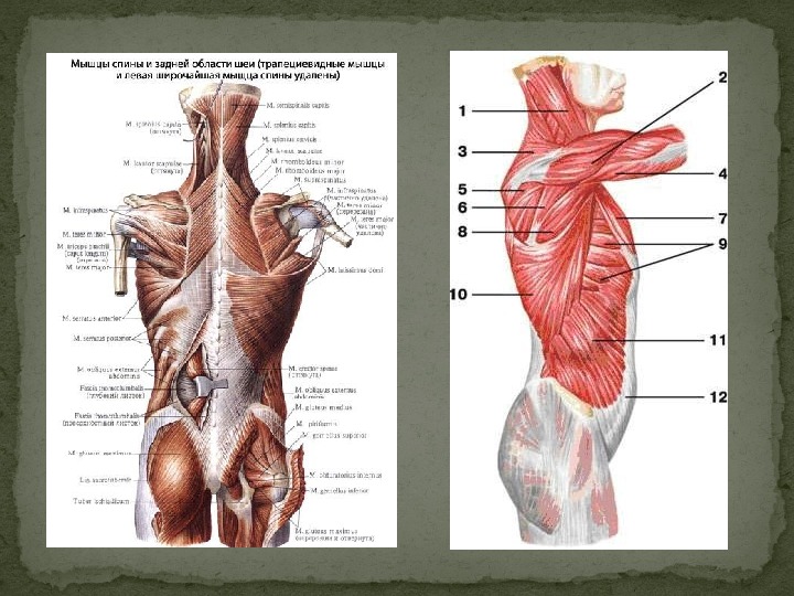 Мышцы спины и шеи названия и фото
