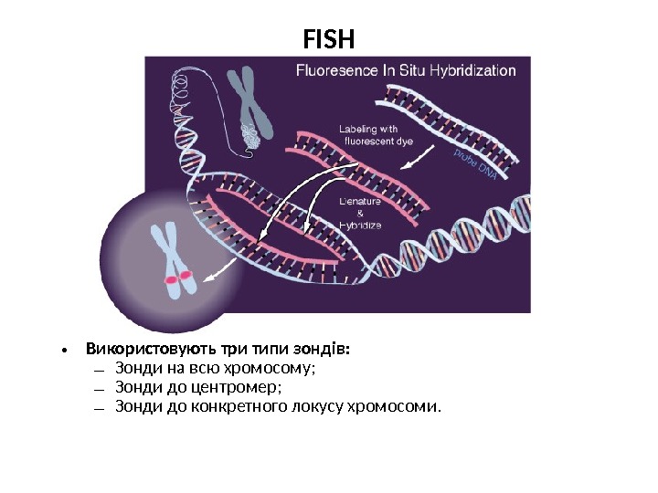 In situ. Гибридизация in situ. Хромосомами in situ. Флуоресцентная in situ гибридизация Fish протокол. Хромогенная in situ гибридизация (CISH).