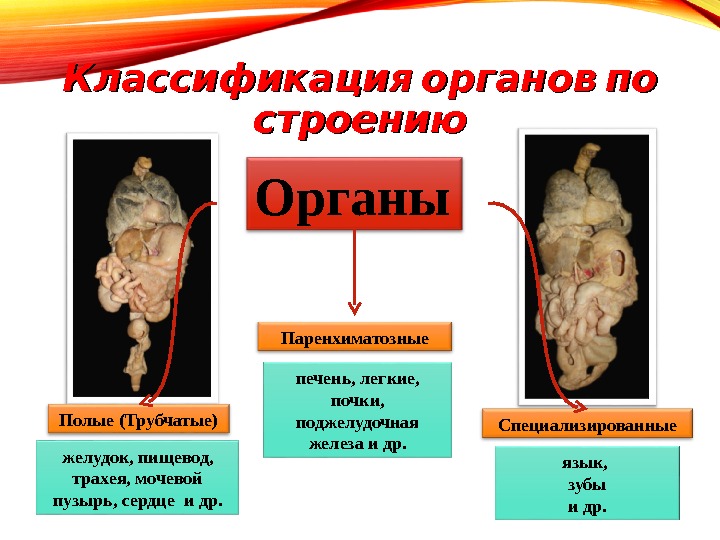 Что такое полый. Паренхимальные органы. Полые внутренние органы. Паренхиматозные органы.