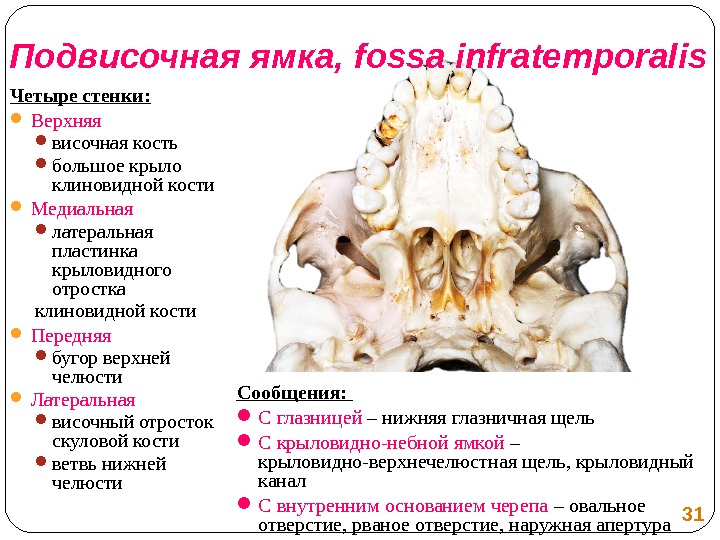 Височная ямка стенки