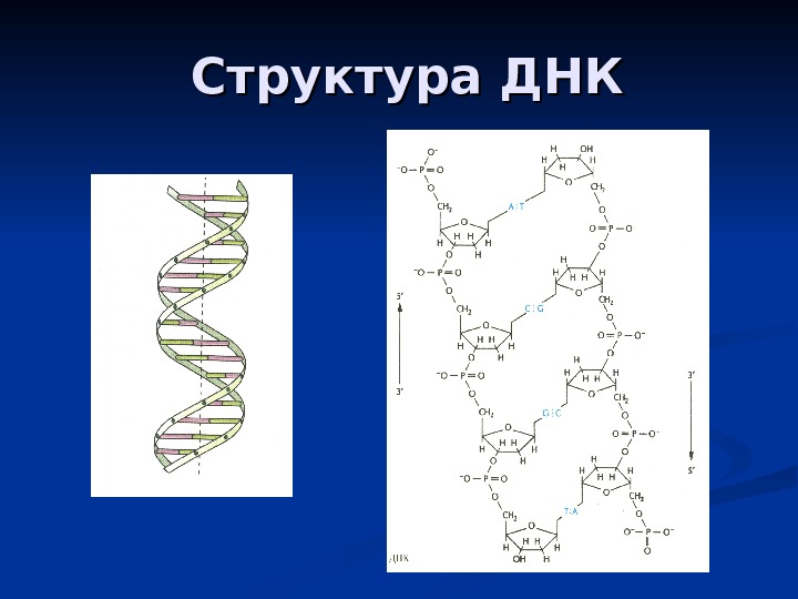 Значение молекул днк. Полное строение ДНК. Первичная структура ДНК кратко. Структурная организация молекулы ДНК. Хим структура ДНК.