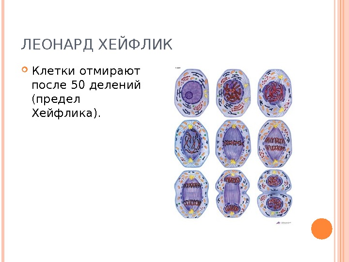 Презентация по гериатрии