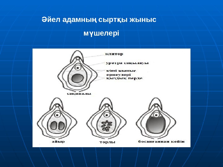 Қыздық алу. Жыныс мүшелері презентация. Ер жыныс мүшесі анатомия. Аналық без. Эркектер жыныс органы презентация.