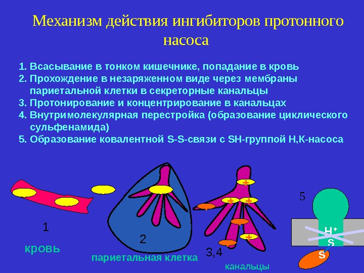 Механизм действия. Механизм действия протонной помпы. Блокаторы протонного насоса механизм действия. Ингибиторы протонной помпы механизм действия. Ингибиторы протонового насоса механизм действия.