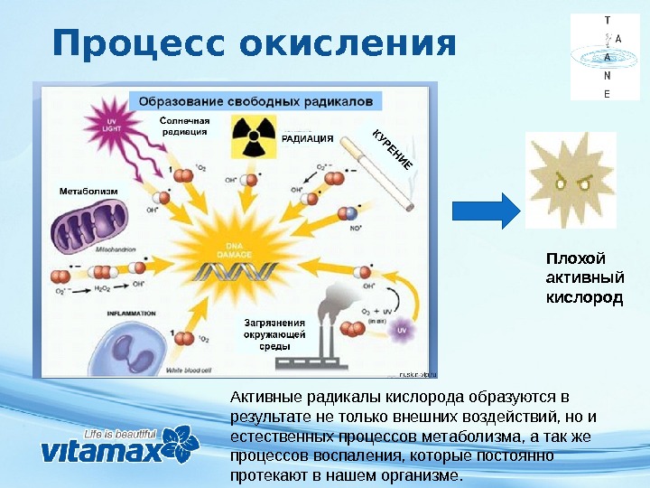 Процесс окисления кислорода. Окислительные процессы в организме. Процессы окисления в природе. Окисление кислорода в организме. Окисление свободные радикалы.