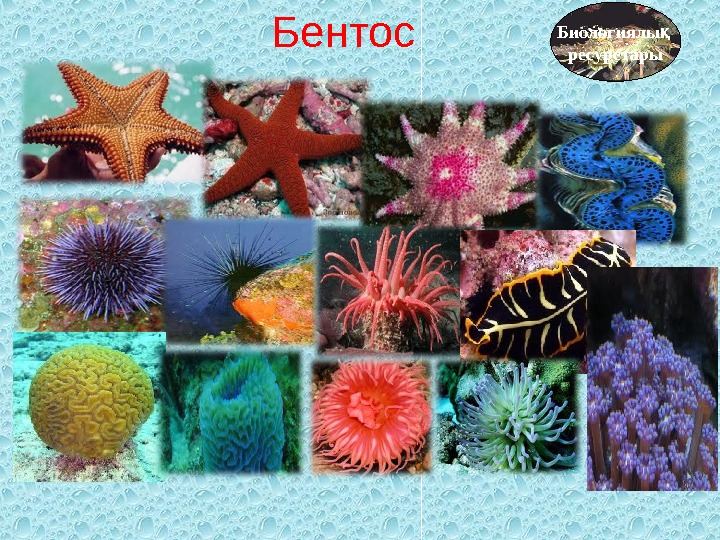 Бентосные организмы это. Бентос морской еж. Бентос планктон Нектон Литораль. Донные организмы бентос. Морской еж Нектон.