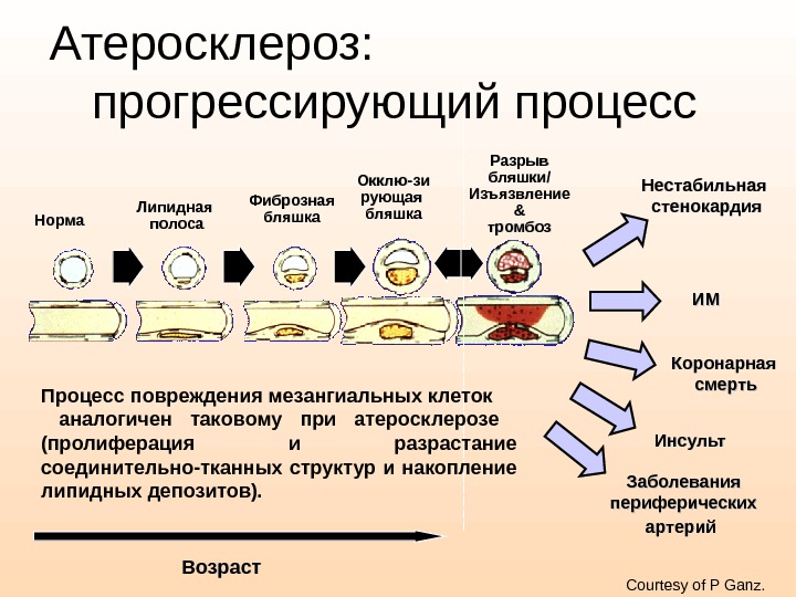 Презентация атеросклероз биохимия