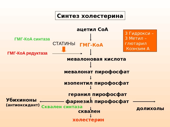 Синтез холестерина биохимия схема