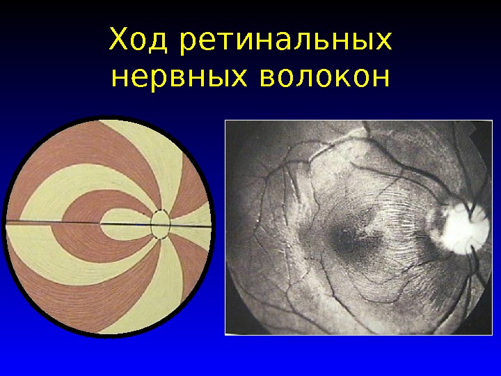 Ретинальное изображение зрительный угол