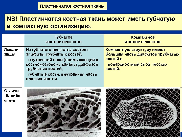 Ткань заполняющая полости губчатого вещества