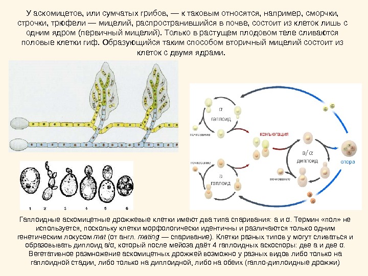 Цикл развития аскомицетов рисунок