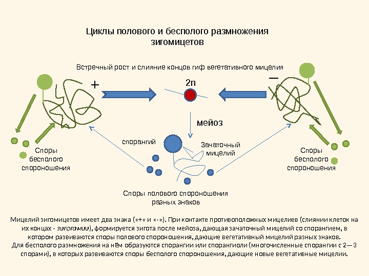 Жизненный цикл грибов схема