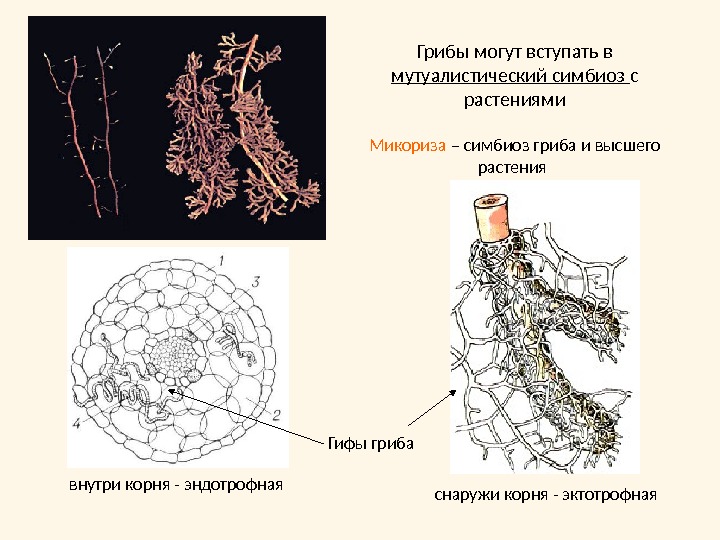 На рисунке показано микориза грибов на корнях дерева эти тесные взаимоотношения 2 видов называются