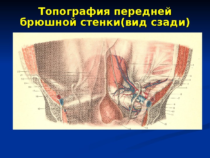 Сосуды передней брюшной стенки