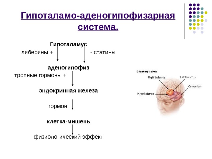 Гуморальная регуляция презентация 6 класс пасечник