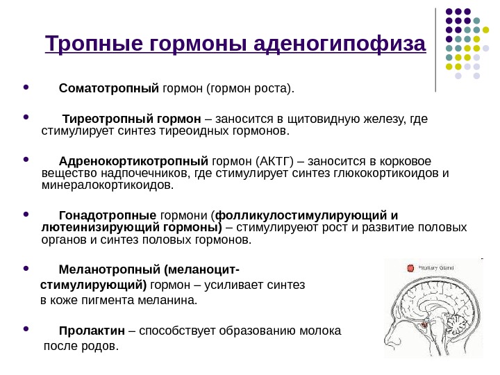 Гуморальная регуляция 6 класс презентация