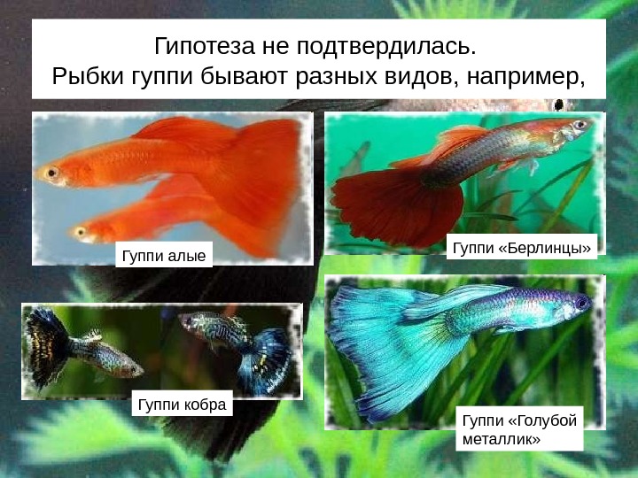 Виды рыбок гуппи фото с названиями