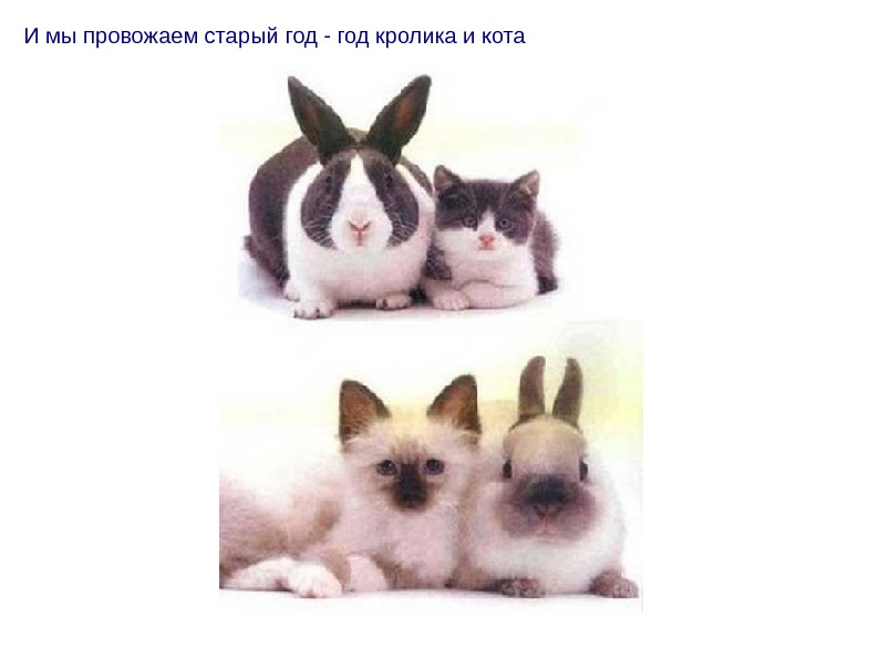 Когда год кота