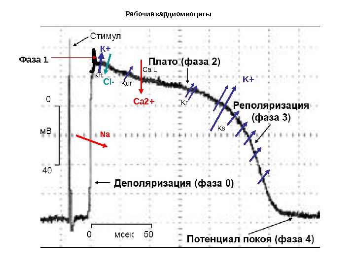 Схема потенциала действия атипичного кардиомиоцита