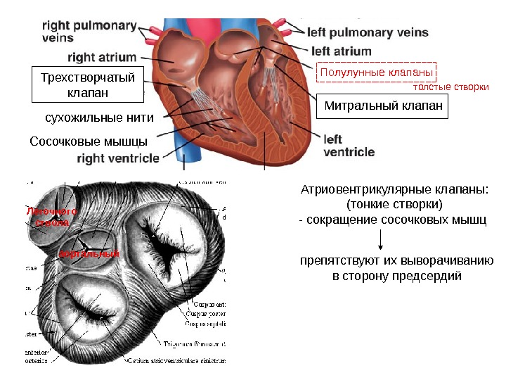 Трехстворчатый клапан. Трехстворчатый клапан строение створки. Створки трехстворчатого клапана анатомия. Трехстворчатый клапан сосочковые мышцы. Створки клапанов сердца анатомия.