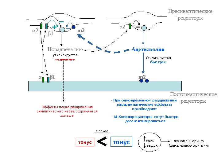 Норадреналин синапс. Механизм м1 рецепторов. Норадреналин через α 1-рецепторы. Норадреналин действует на рецепторы. Пресинаптические и постсинаптические рецепторы.