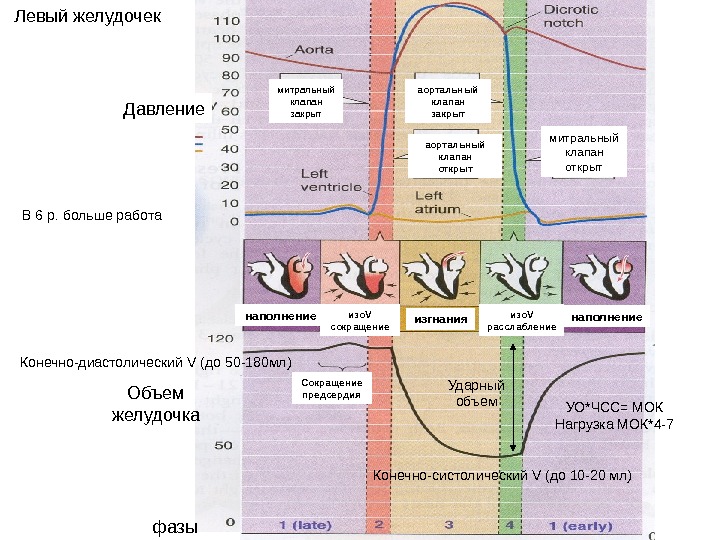 Левому количество. Ударный объем левого желудочка составляет. Ударный объем желудочка. Ударный объем левого желудочка составляет в средне. Ударный объем левого желудочка норма.