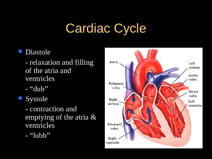 Heart ’’ s Anatomy and Physiology Stephen Jo