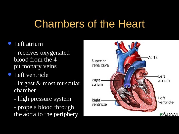 What Is the Most Muscular Chamber of the Heart