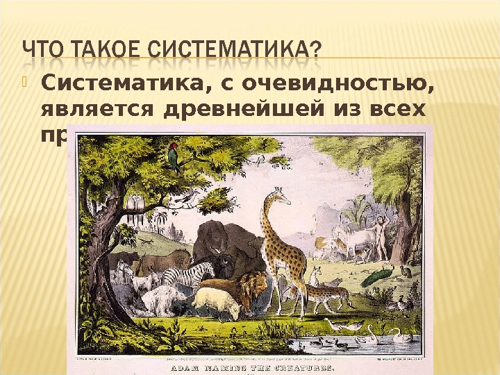 Что является древнейшей. Древняя систематика. Что такое систематика и примеры в древности. Кто такой систематик. Что относится к приметам зоологическому музею рисунок на тему.