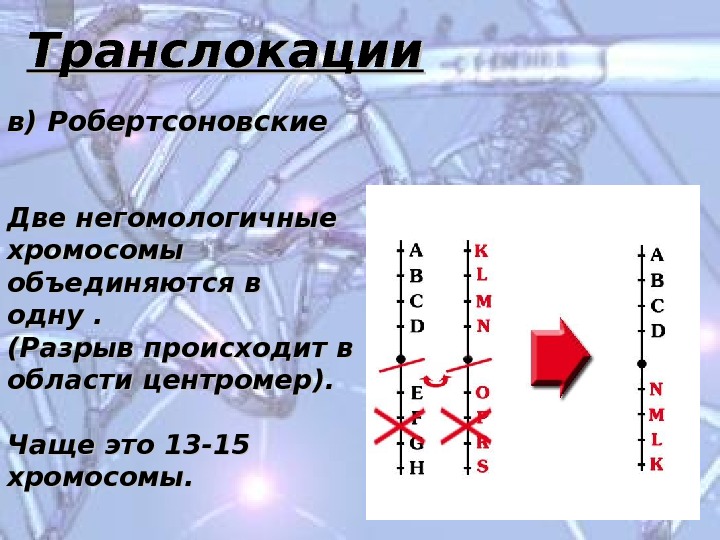 Объединение двух негомологичных хромосом в одну