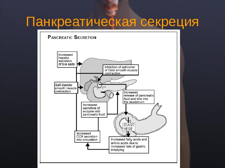 Схема желудочной фазы регуляции панкреатической секреции