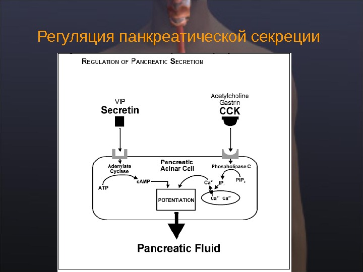 Панкреатическая секреция