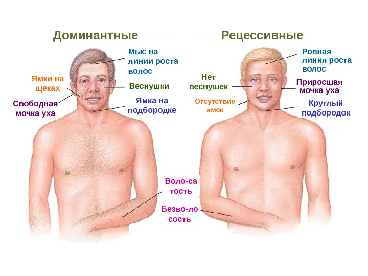 рецессивные и доминантные признаки