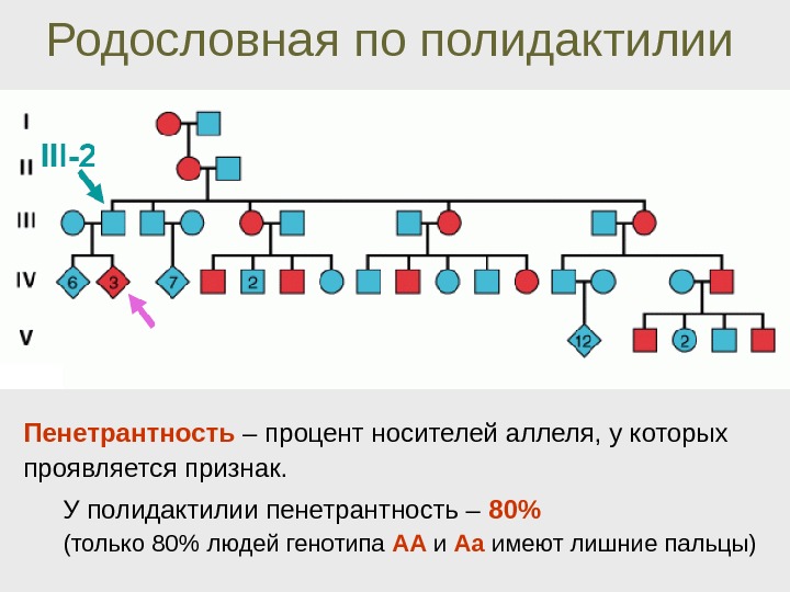 Доминантные и рецессивные признаки у человека презентация