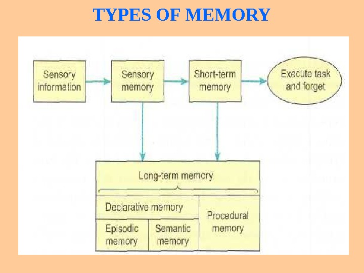 PHYSIOLOGY OF HUMAN PSYCHIC Lecturer : Professor