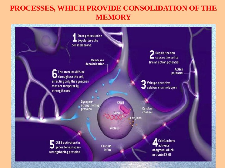 PHYSIOLOGY OF HUMAN PSYCHIC Lecturer : Professor