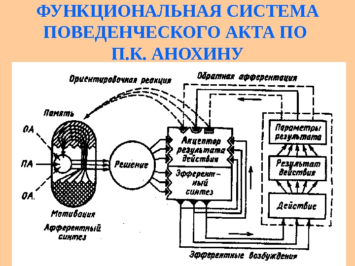 Функциональная структура поведенческого акта по п.к.Анохину. Функциональная система Анохина.