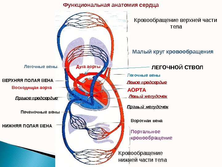 Вены круг кровообращения. Схема кровообращения сердца. Полая Вена малый круг кровообращения. Сердечный круг кровообращения схема анатомия. Малый круг кровообращения легочные вены.