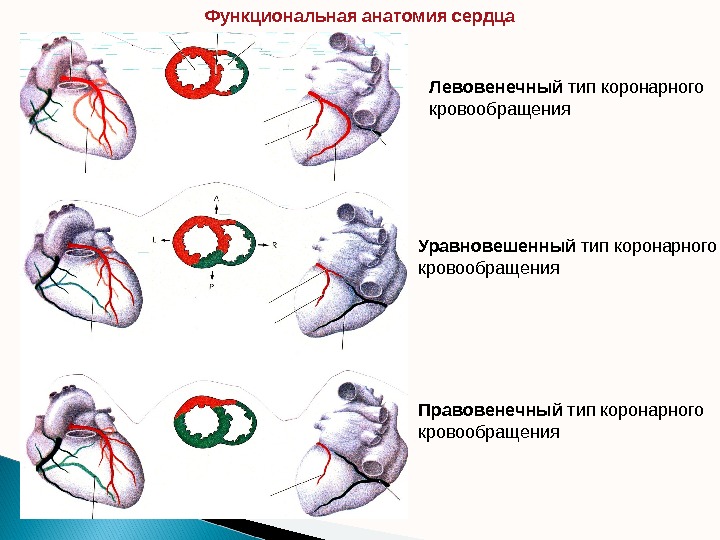 Анатомия кровообращения сердца. Правосторонний Тип кровоснабжения миокарда. Правый Тип кровоснабжения сердца. Типы коронарного кровоснабжения. Правый и левый Тип кровоснабжения сердца.