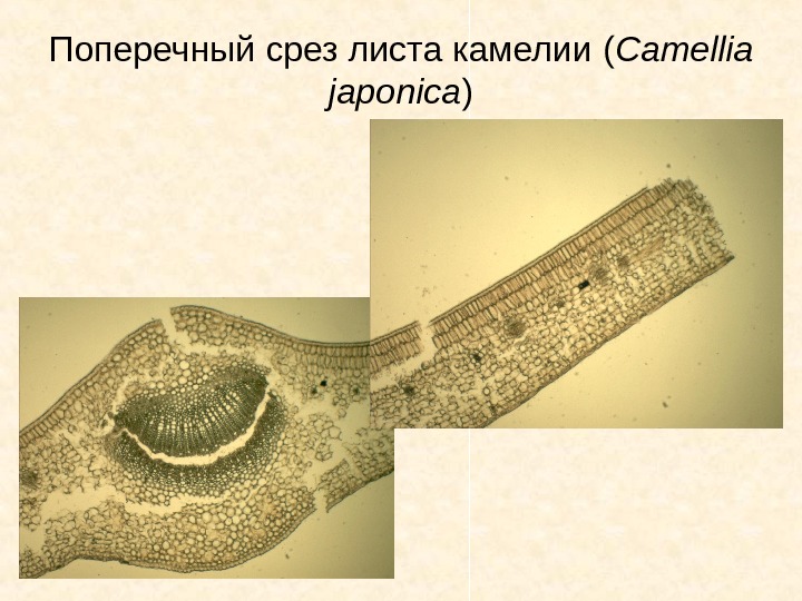 Срез Листа Фото