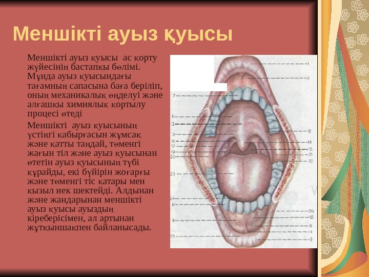 Ауыз қуысы презентация