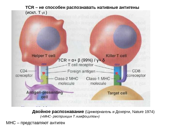 К презентации антигена способны