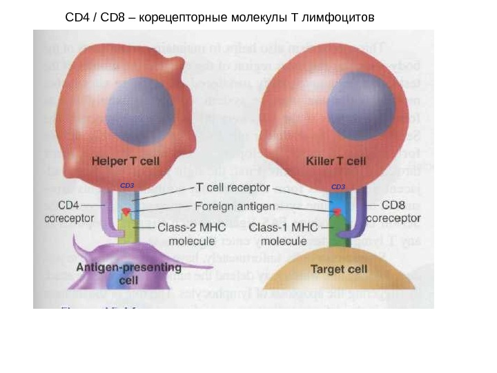 Cd т лимфоцитов. Cd4 и cd8 лимфоциты. Функция cd3-комплекса у т-лимфоцитов. Адгезия cd4 рецептора т-лимфоцитов:.