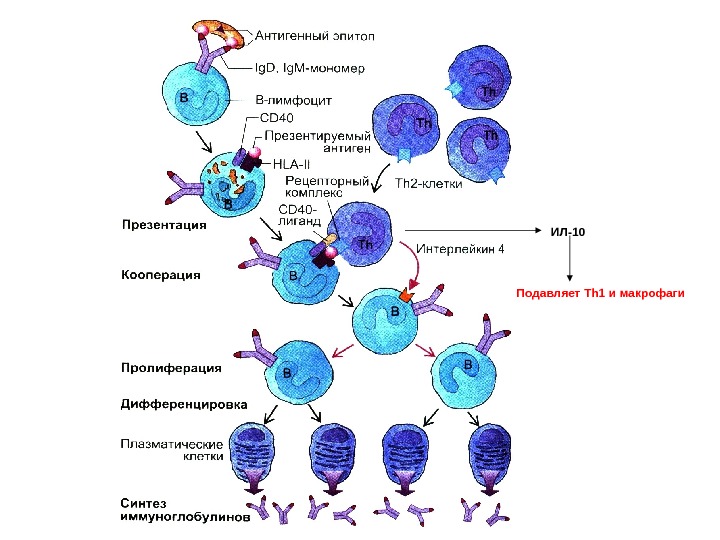 Иммуноглобулин в лимфоциты. Схема действия т лимфоцитов. Антигеннезависимая дифференцировка в-лимфоцитов схема. Схема развития т лимфоцитов в тимусе. Общая схема онтогенеза лимфоцитов иммунология.