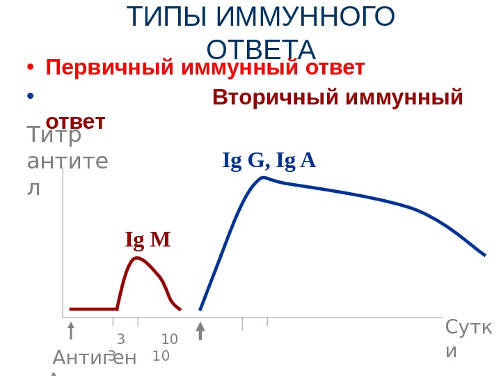 Схема первичный и вторичный иммунный ответ