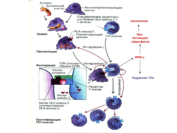 Механизм процессинга и презентации экзогенных и эндогенных антигенов