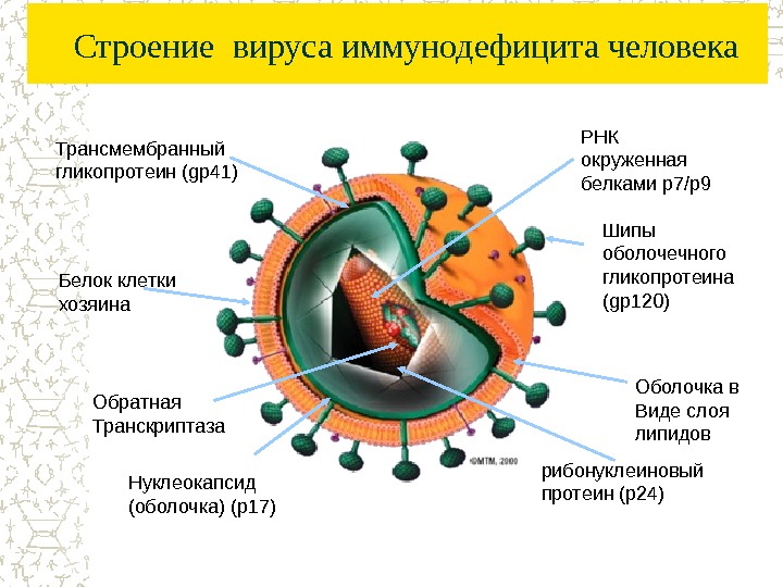 Строение сложного вируса рисунок