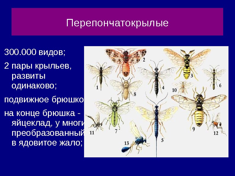 Перепончатые виды. Отряд Перепончатокрылые Крылья. Перепончатокрылые и Двукрылые. Перепончатокрылые Тип крыльев. Две пары крыльев у насекомых.